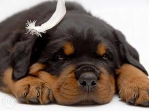 Sunday DEal Rottweiler normal male and female puppies B
