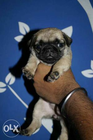 Sunday offer pug puppies pug healthy or pure