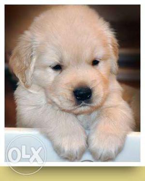 Super quality golden retriever pups available at