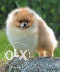TESTIFY KENNEL Toy pom && pekingese puppies in for sell and