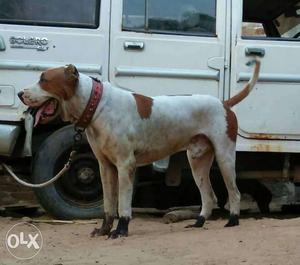 Tan And White Bully Kutta Dog