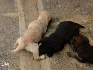 Three Black And Brown Puppies