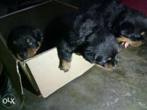 Three Black-and-tan Rottweiler Puppies