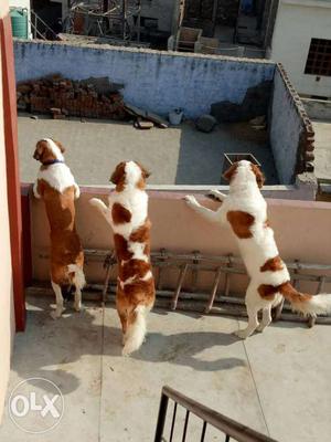 Three Saint Bernard Dogs