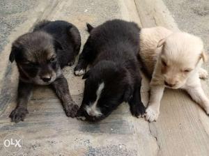 Three Tan, Black, And Fawn Puppies