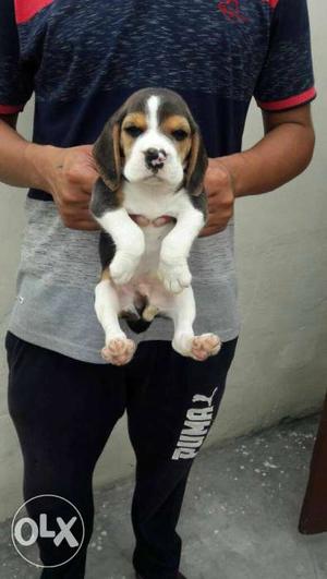 Top quality Beagle pup's available