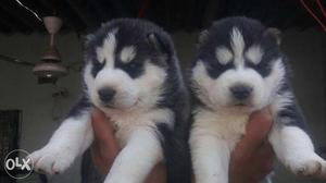 Top quality Siberian Husky Puppies and all type breeds for