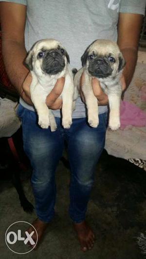 Top quality pug & rottweiler 34days puppies only