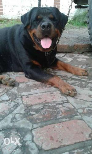 Top quality rott feml for sale