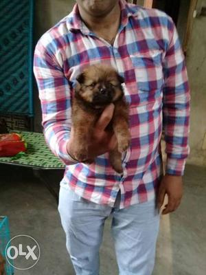 Toypom Male puppy for sale