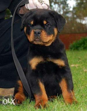 Tran rotweiler for sale