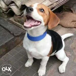 Tri-color Beagle for exchange or sell because begal is so