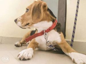 Tricolor Beagle Male Vaccination done 8months