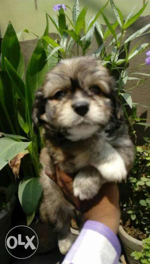 Tricolor Lhasa Apso Puppy