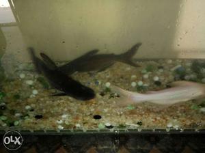 Two Black And One White Aquarium Fish