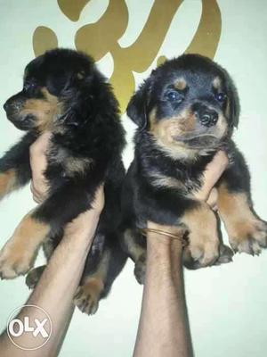 Two Black And Tan Short Coated Puppies