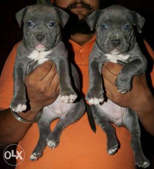 Two Black Puppies blue