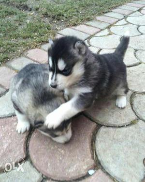 Two Black-and-white Siberian Husky Puppies