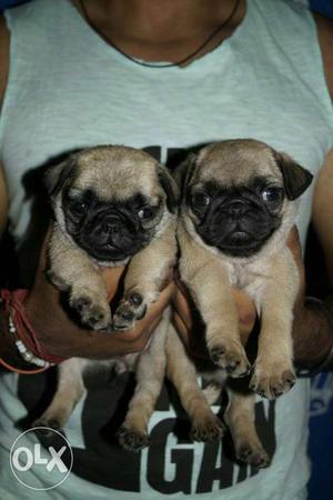 Two Fawn Pug Puppies