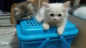 Two Grey And White Short Fur Kittens