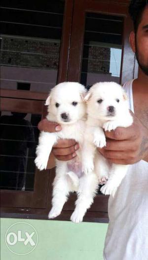 Two Medium Coated White Puppies