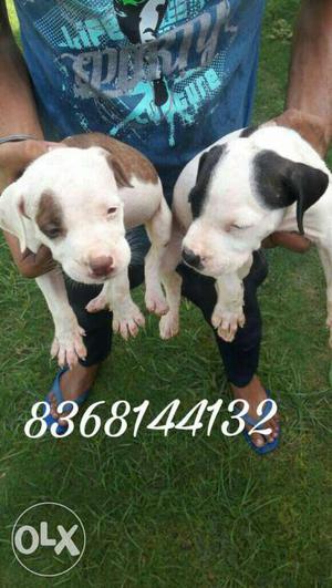 Two Moo Moo Brown And Black American Pit Bull Terrier
