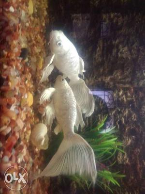 Two White Betta Fishes