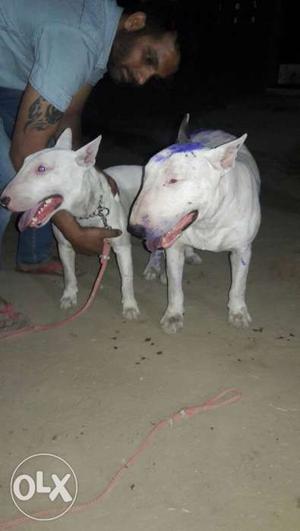 Two White Bull Terrier Dogs