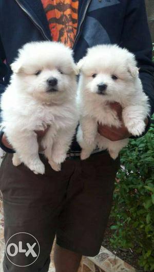 Two White Double Coated Spitz Puppies