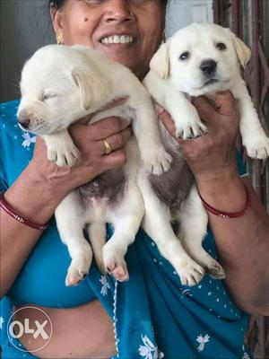 Two White Short Coated Puppies