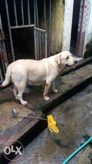 Twoyears female registered lab