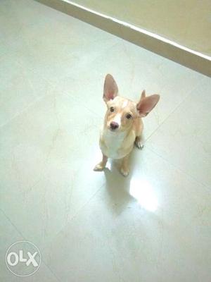 Urgent sale - moving abroad Chihuahua male 1yr