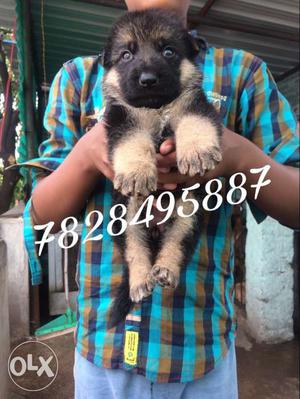 Vaccination Male German shepherd puppy available.