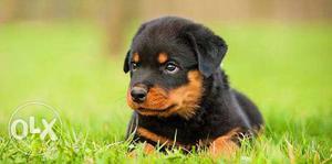 Very Little male and female rottweiler...