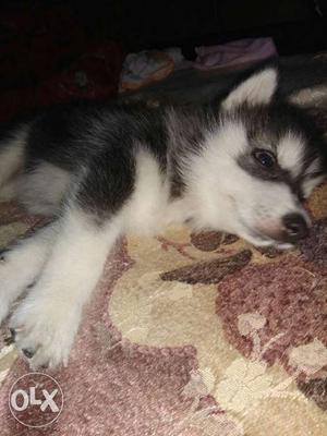 Wanted husky puppies at rs