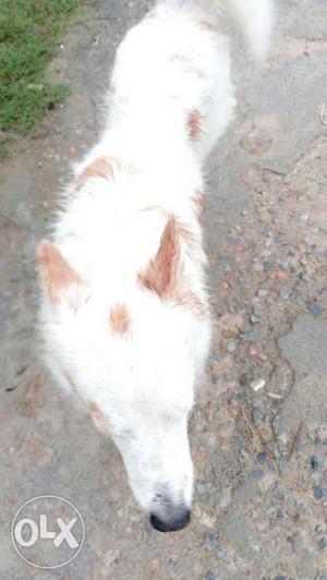 White And Brown Long Coat Dog