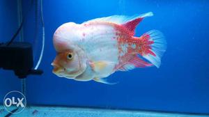 White And Red Flowerhorn Fish Full size more than 12 " X 6"