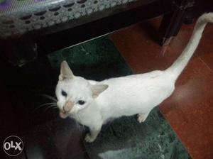 White Cat In Navi Mumbai