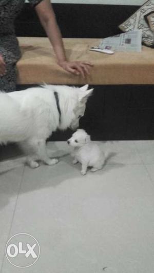 White Coated Dog And Puppy