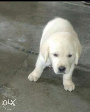 White Labrador retriever 30 day old puppy very