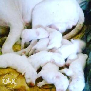 White Newborn Rajapalayam Puppy Litter