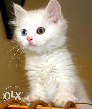 White Odd Eye Cat male sell and exchange female