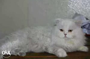 White Persian Cat Male