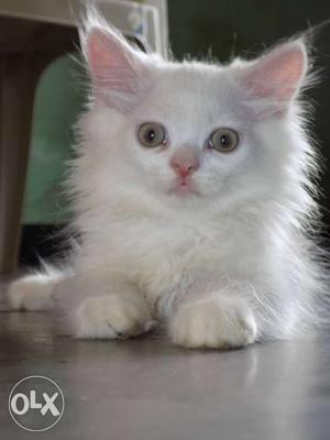 White Persian kitten doll face... Good quality...