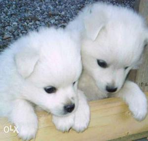 -&-White Pomeranian Spitz Puppies-&- available pure breed