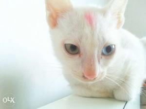 White Shor Fur Cat