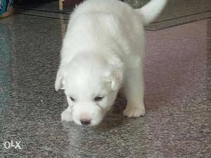 White Short-coat Puppy