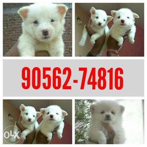 White Spitz male and female puppy