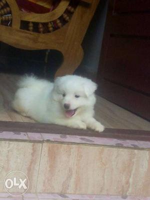 White colour. female puppy.45days.