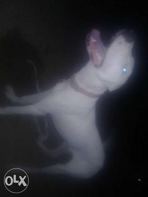 White pure bully very active 4 month old full